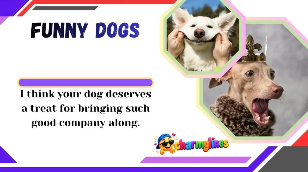 Funny Dogs
