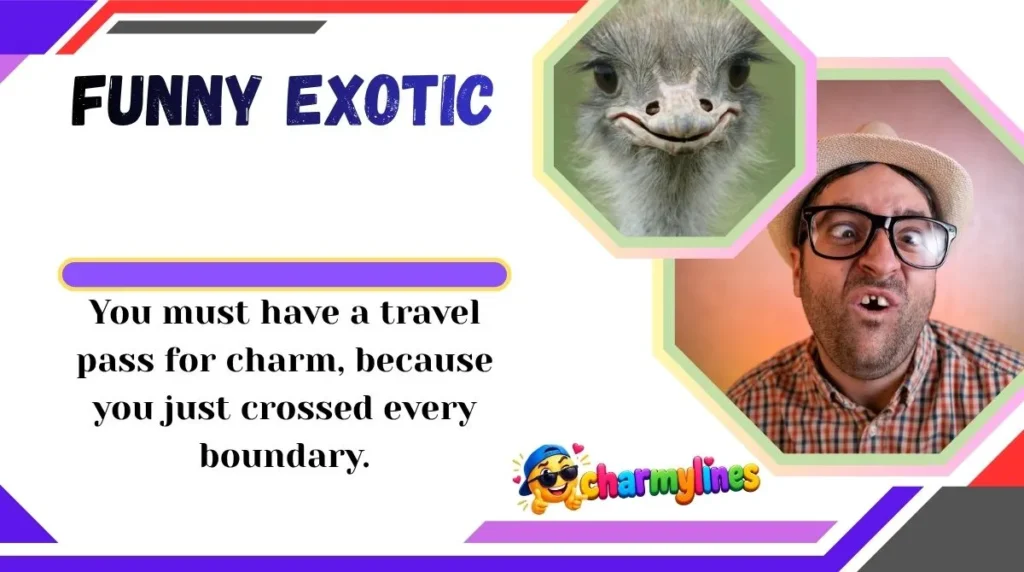 Funny Exotic
